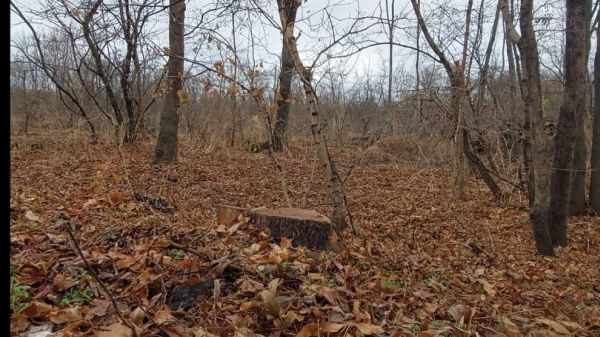 Primăria Buzău a preluat în proprietate Pădurea Crâng, pe care vrea să o transforme cu fonduri prin PNRR